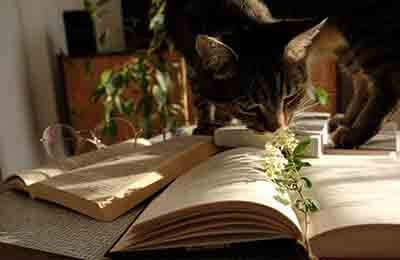 淺談初中語文文學(xué)